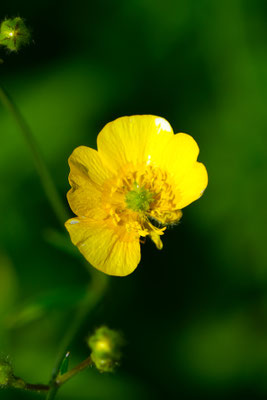 der Sommer ist in vollem Gange