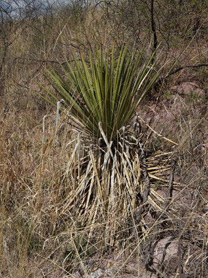 Yucca arizonica (c) Horst Faber