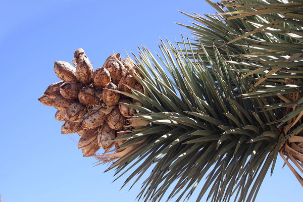 Yucca brevifolia (c) Dr. Christian Zolles