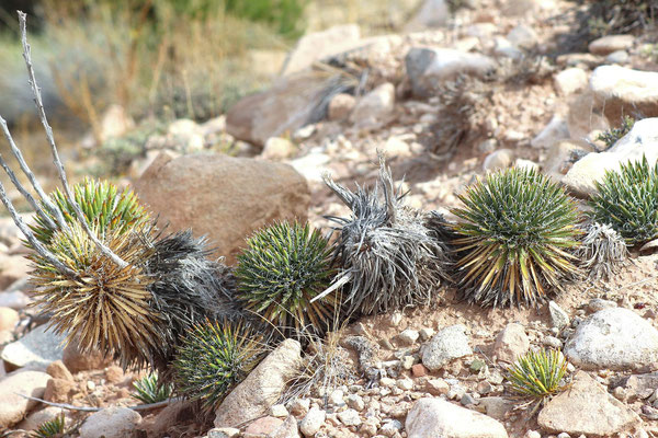 Yucca nana - Köpfe (c) Klaus Werner