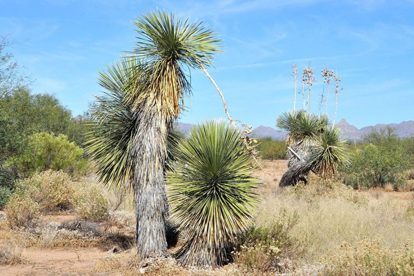 Yucca elata var. verdiensis (c) Walter Schönherr