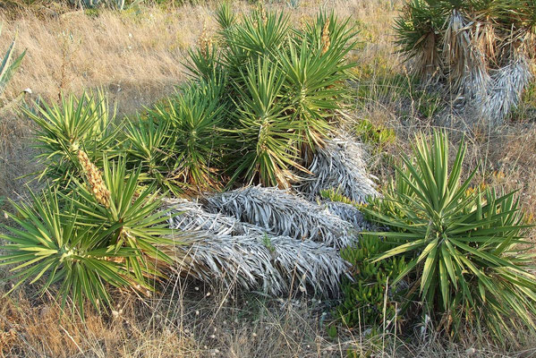 Yucca aloifolia | Verwildert auf Korfu | GR (c) Thomas Boeuf