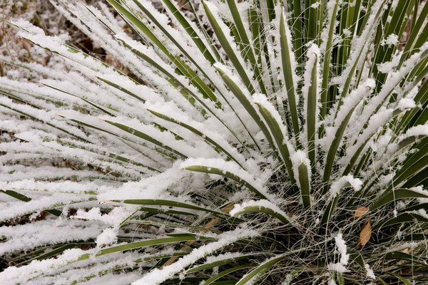 Yucca elata