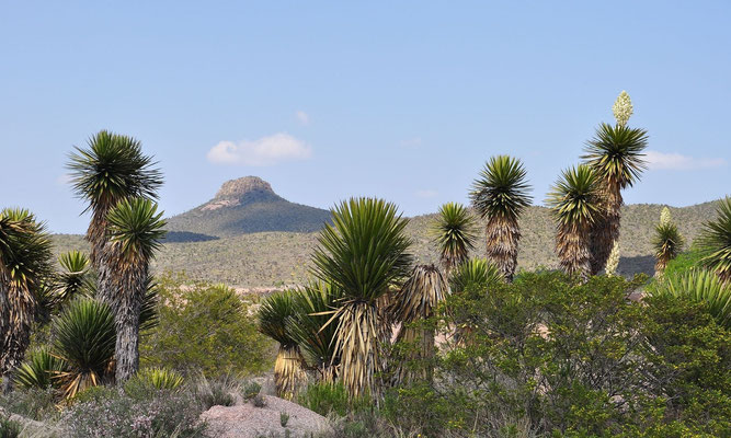 Yucca carnerosana • San Luis Potosi • Mexico © Wolfgang Metorn 