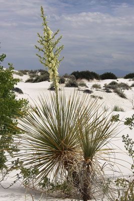 Yucca elata "White Sands" © Dr.  Christian Zolles