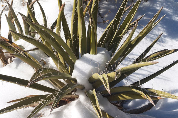 Yucca baccata | La Sal Mts | UT (c) Hans Graf