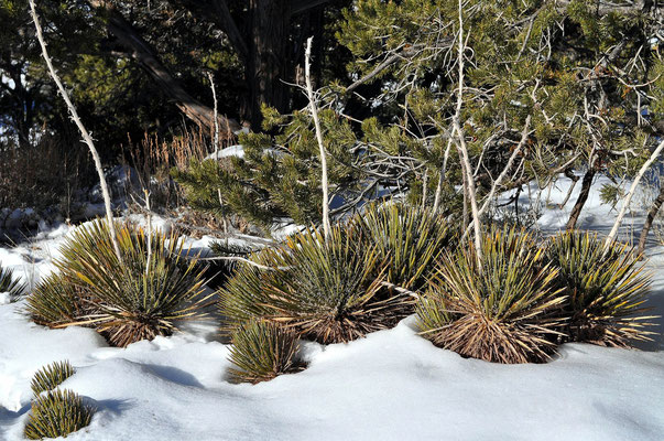 Yucca nana (c) Karsten Horn