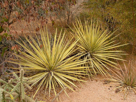 Yucca arizonica at Desert Botanical Garden, Phoenix Arizona, USA (c) Darin Mahkee