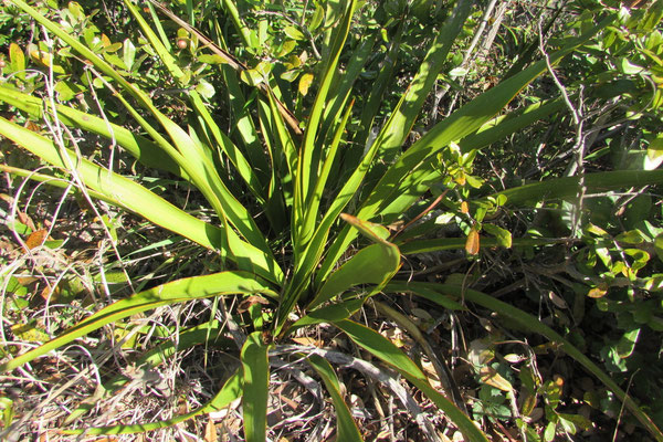 Yucca rupicola (c)