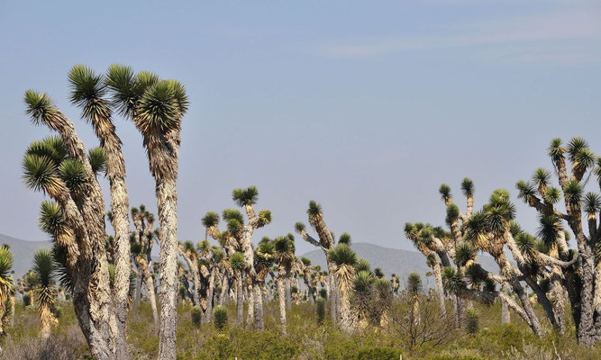 Yucca filifera • San Luis Potosi • Coahuila • MEX © W. Metorn 