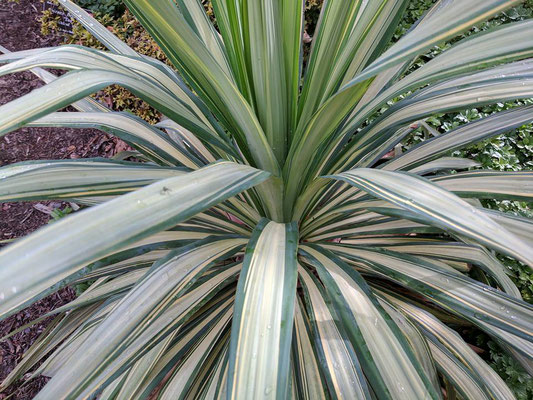 Yucca 'Margaritaville'