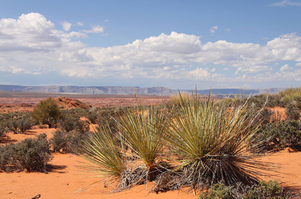 Yucca baileyi © Dr. Christian Zolles 