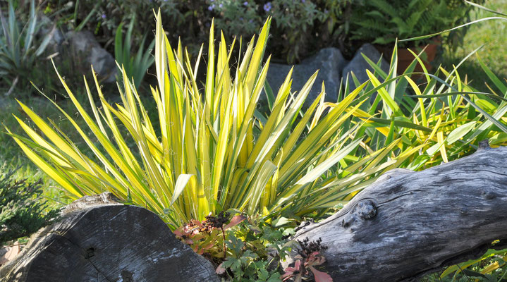 Yucca 'Golden Sword'