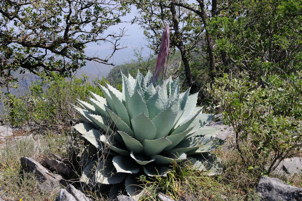 Agave ovatifolia | Sierra Lampazos | Nuevo Leon (c) M. Bechtold