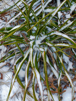 Yucca rupicola (c) Don J. Schulte