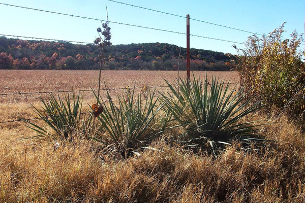 Yucca necopina | Somervell county | Texas (c) David Richardson