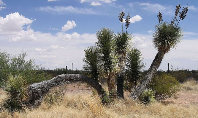 Yucca elata • USA © Dr. Christian Zolles