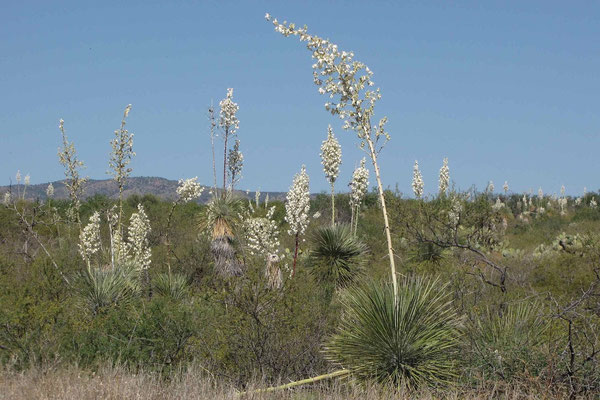 Yucca elata |  San Manuel | AZ