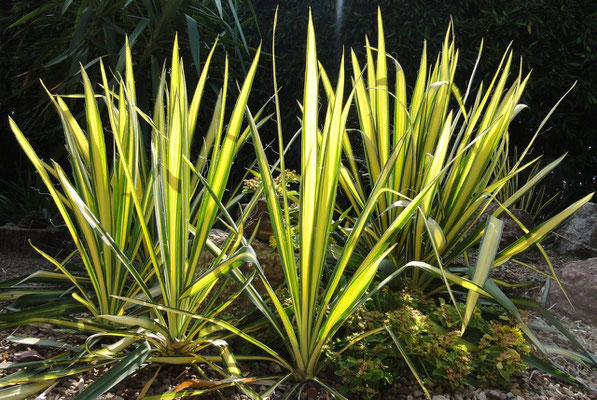 Yucca 'Golden Sword' (c) Christoph