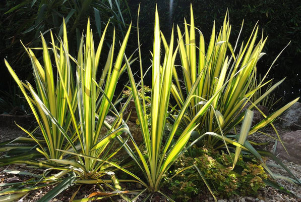 Yucca 'Golden Sword' (c) Christoph