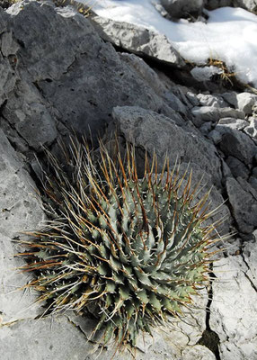 Agave utahensis var. eborispina (c) Kelly Griffin