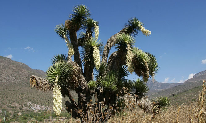 Yucca filifera • Hidalgo • Mexico © Bertus Spee 