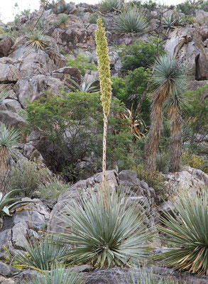 Dasylirion wheeleri • Mapimi • Mexico © Bertus Spee