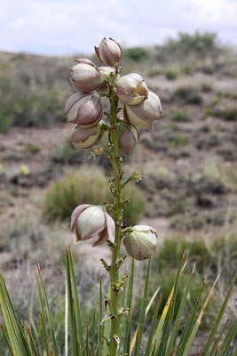 Yucca baileyi © Dr. Christian Zolles 