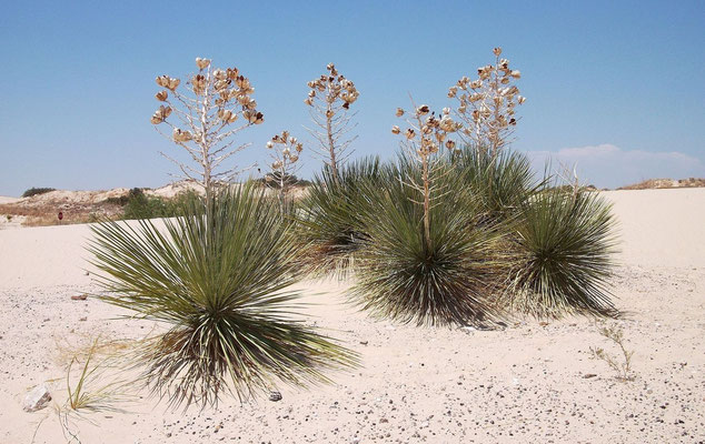 Yucca campestris • Monahans Sandhills State Park • Ward County/TX (c) David Richardson