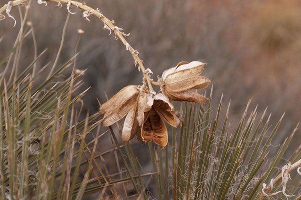 Yucca baileyi © Klaus Werner