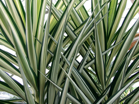 Yucca elephantipes "Elvira Palva"