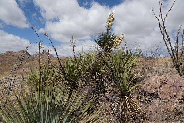 Yucca arizonica