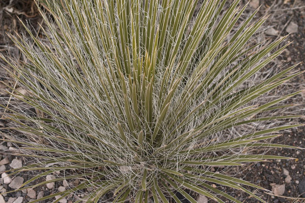 Yucca elata | Williams |© Hans Graf
