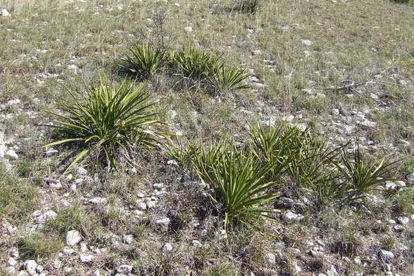 Yucca rupicola (c)