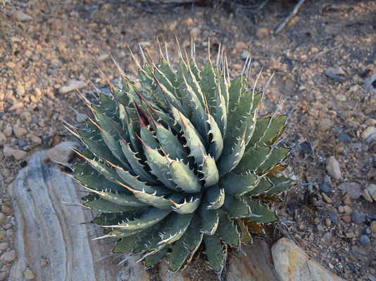 Agave utahensis | Las Vegas (c)