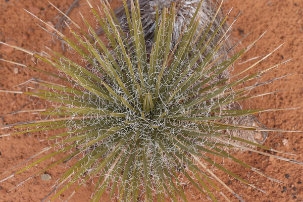 Yucca angustissima © Hans Graf