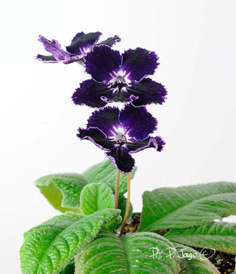 Streptocarpus “Ink Blot” - Ph: P. Jago©