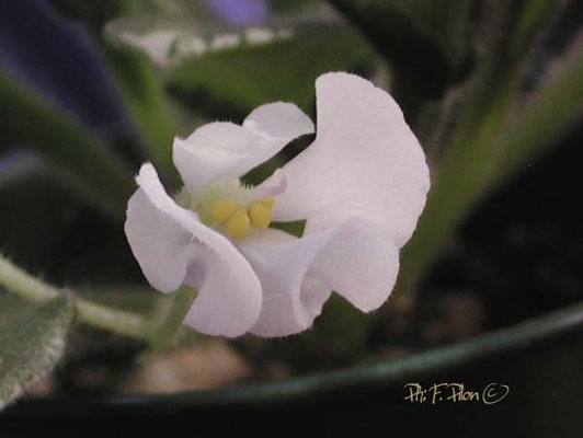 Fleur de type 'guêpe' - Ph: F. Pilon ©