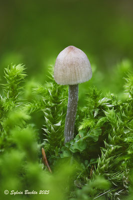 Schwammerl, Makro, Naturfotografie
