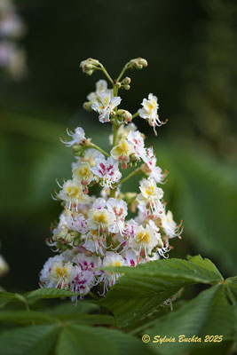 Kastanienblüte, Naturfotografie