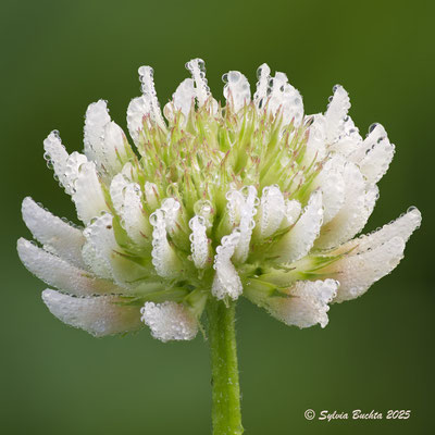 Weisser Klee, Makro, Naturfotografie