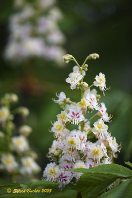 Kastanienblüte, Naturfotografie