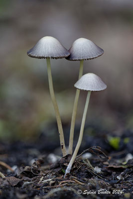 Drei Pilze