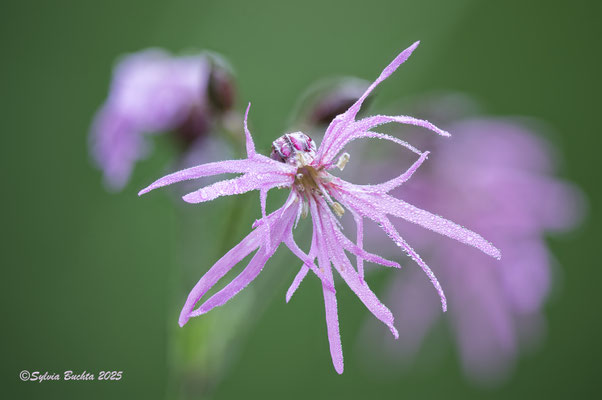Kuckuckslichtnelke, Naturfotografie, Makro