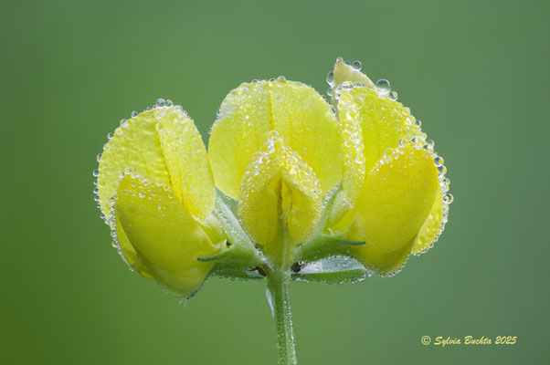 Kronwicke, Makrofotografie