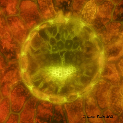 Kaukasusfichte Primärfluoreszenz, UVB Filter