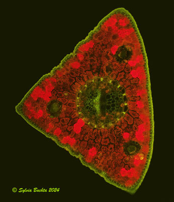 Zirbennadel, Mikroskopfotografie, Primärfluoreszenz, UVB, 10x
