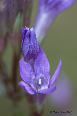 Deutscher Kranzenzian, Makro, Naturfotografie