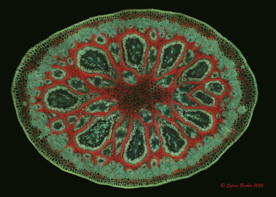 Fuchshirse, Mikroskopfotografie, Primärfluoreszenz, UVBV, 10x