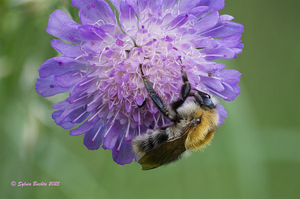 Hummel schläft auf Witwenblume, Makrofotografie
